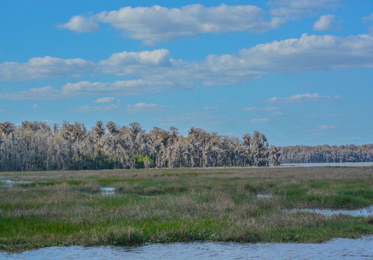 A lakefront marshland in Clermont, FL, with grassy wetlands, calm water, and a tree-lined horizon under a blue sky.
