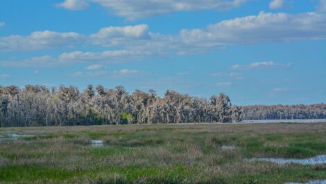 A lakefront marshland in Clermont, FL, with grassy wetlands, calm water, and a tree-lined horizon under a blue sky.